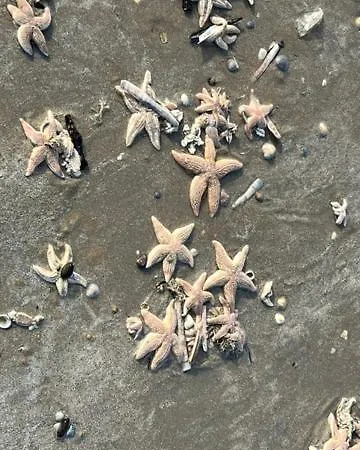 Blue Fish * Zandvoort