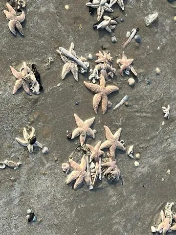 Blue Fish * Zandvoort